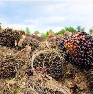 為什麼農機機油會用在棕櫚油產業？農機機油用途是？